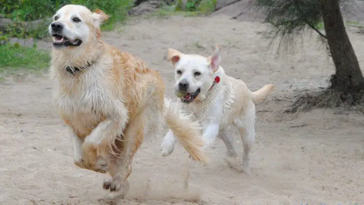 perros labrador y golden retriever juegan