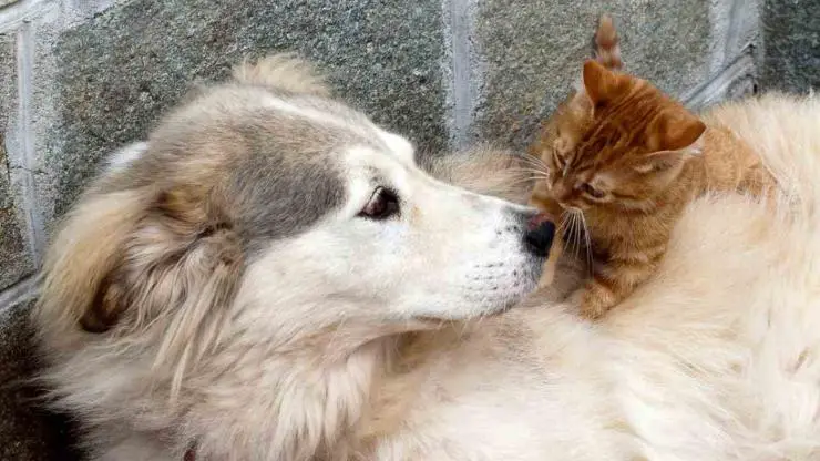 gato vs perro: ¿por qué lo estás atacando? el gato ataca al perro