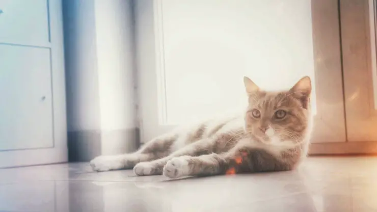 gato mintiendo: reconocemos los síntomas de su calor Gato en celo