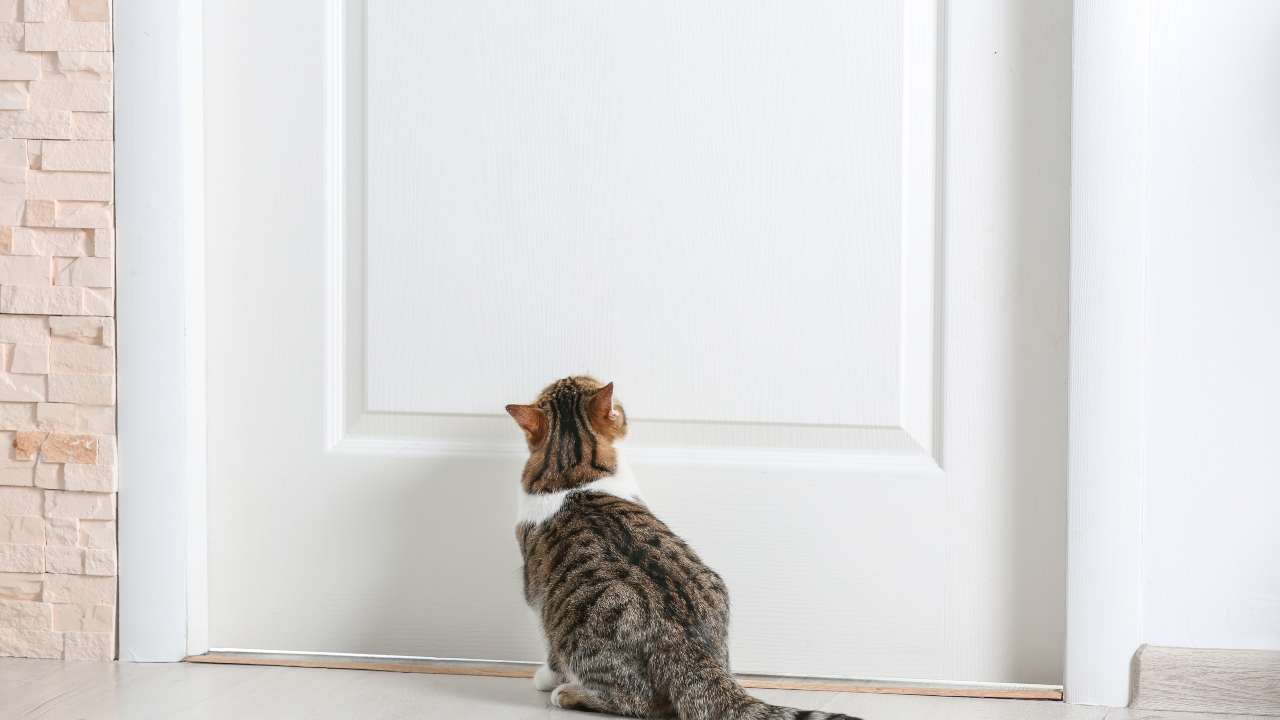 el gato llora en la puerta