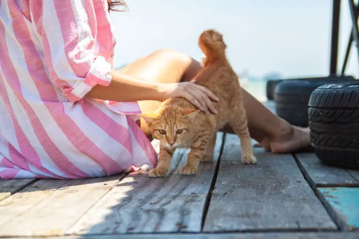 El gato mueve su trasero El gato mueve su trasero