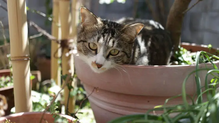 gato en maceta en lugar de caja de arena gato usa plantas en lugar de la caja de arena