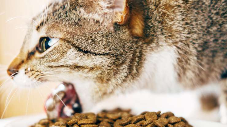 gato vomita comida entera