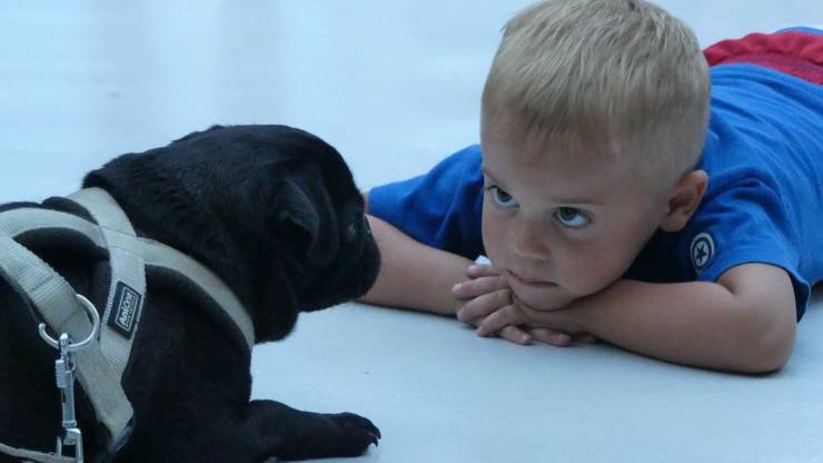 un niño y su perro: ¿pueden tener piojos? infección por piojos de perro bebé
