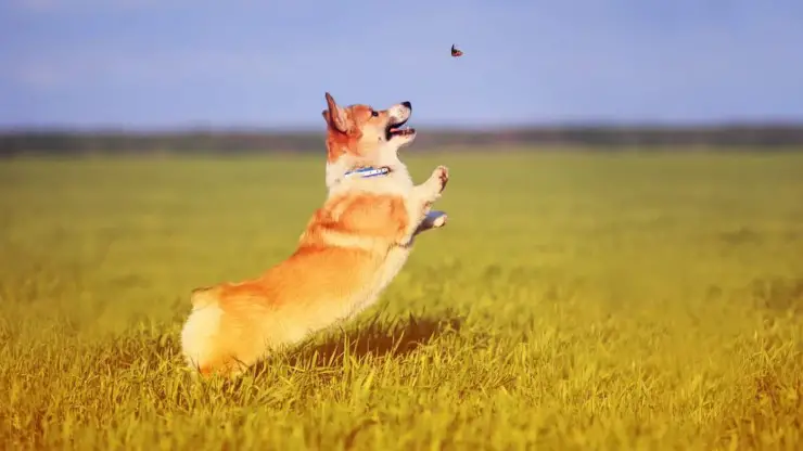 perro come insectos moscas
