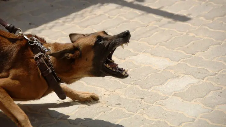 perro agresivo porque gruñe a otros perros y personas perro agresivo contra otros perros