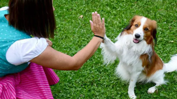 perro y dueño: ¿cómo lo reconoces? el perro reconoce el color de los ojos del maestro