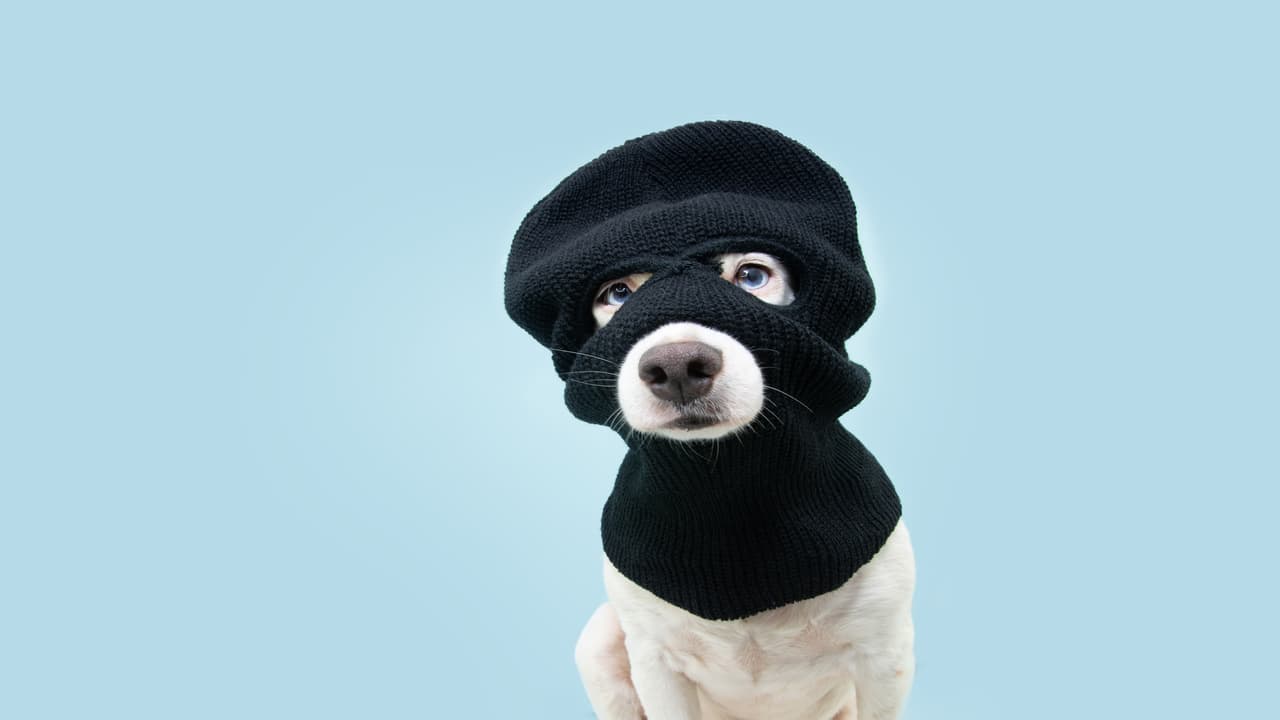 Perro roba objetos de un vecino (Adobe Stock Photo)