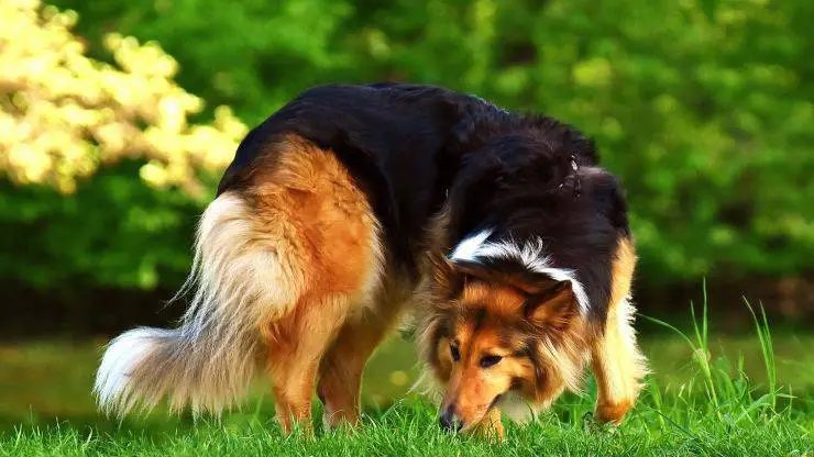 El perro se rasga el pelo El perro se rasga el pelo