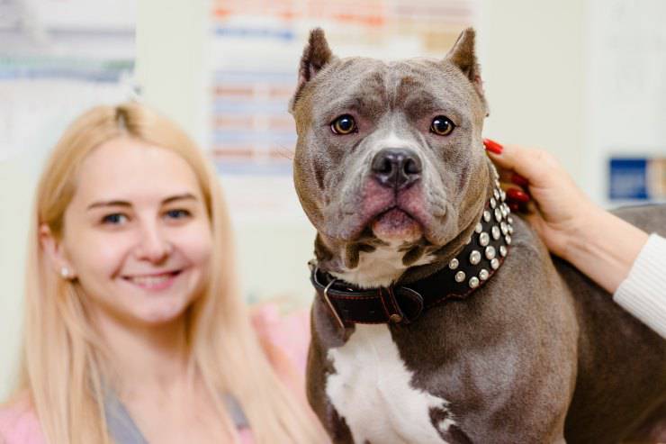 pit bulls y patologías