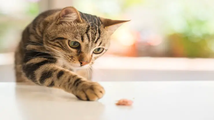 Enfermedades relacionadas con la alimentación en gatos Enfermedades relacionadas con la alimentación en gatos