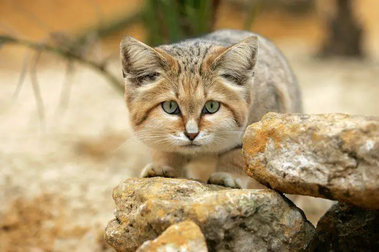 gato de arena gato de arena