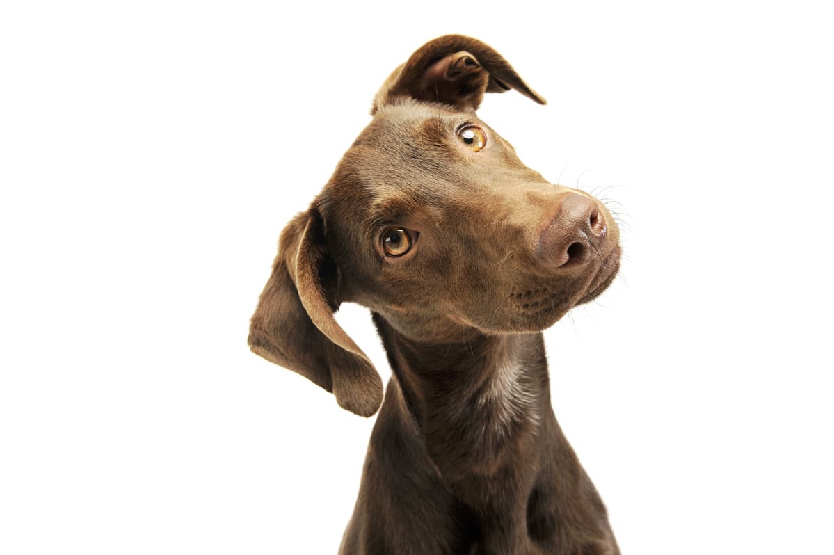 Flehmen en el perro (Adobe Stock Photo)