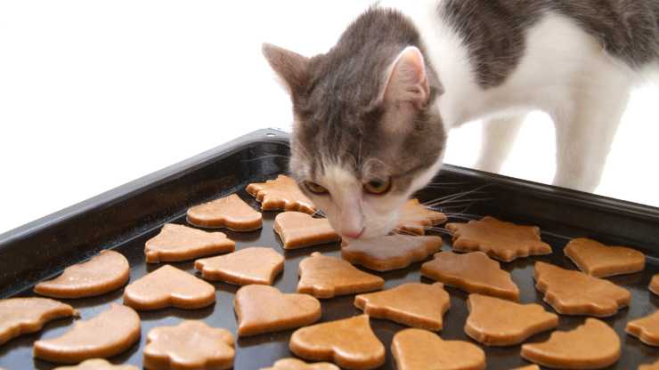 gato come las deliciosas galletas de calabaza galletas de calabaza para gatos