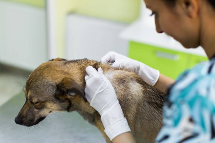 perro al veterinario perro al veterinario