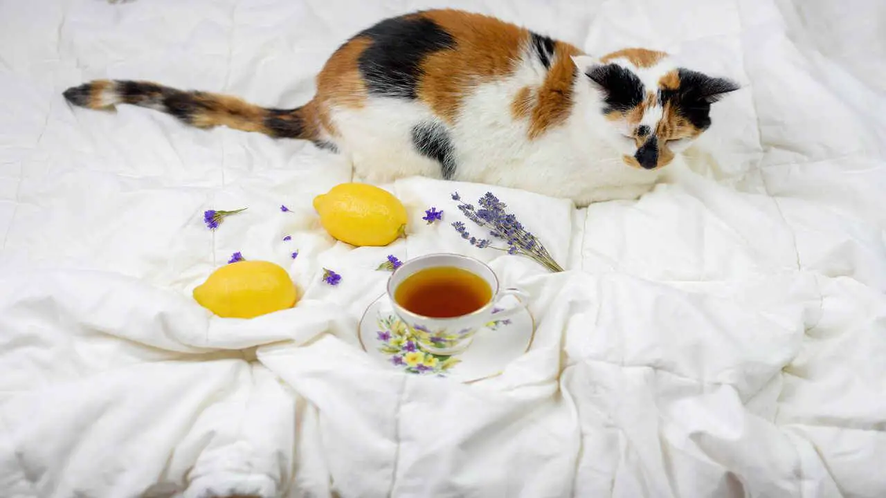 gato tricolor duerme en la cama junto a tazas con infusiones de hierbas infusiones de hierbas para gatos