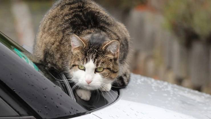 gato en coche con anticongelante en invierno gato sobre los peligros del anticongelante del automóvil