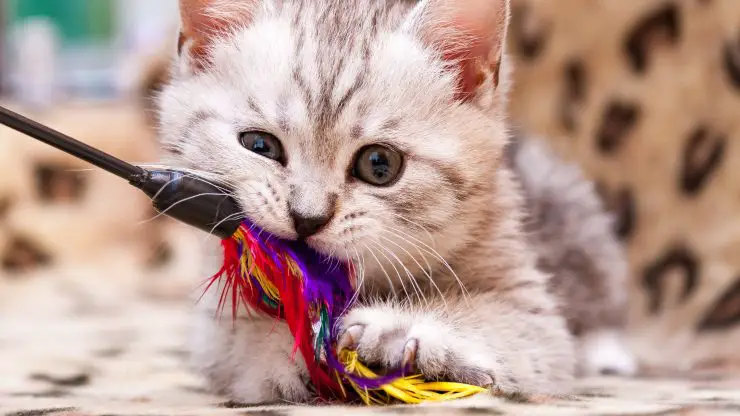 juegos para gatitos y gatitos