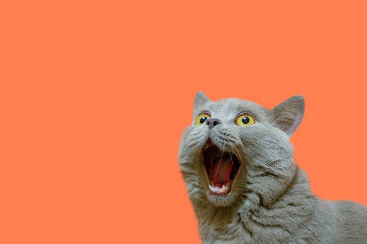 Lesión en las orejas del gato. Lesión en las orejas del gato.