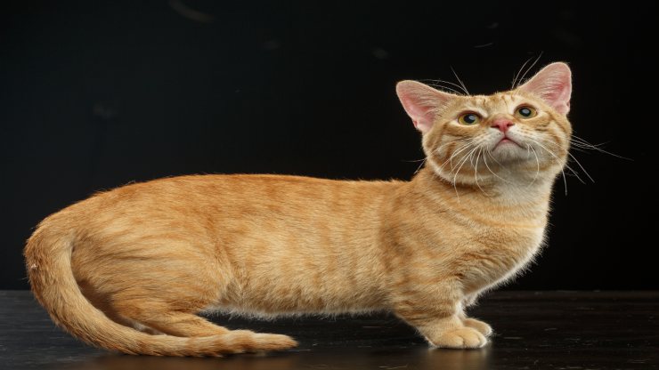 Los gatos más pequeños del mundo. Los gatos más pequeños del mundo.