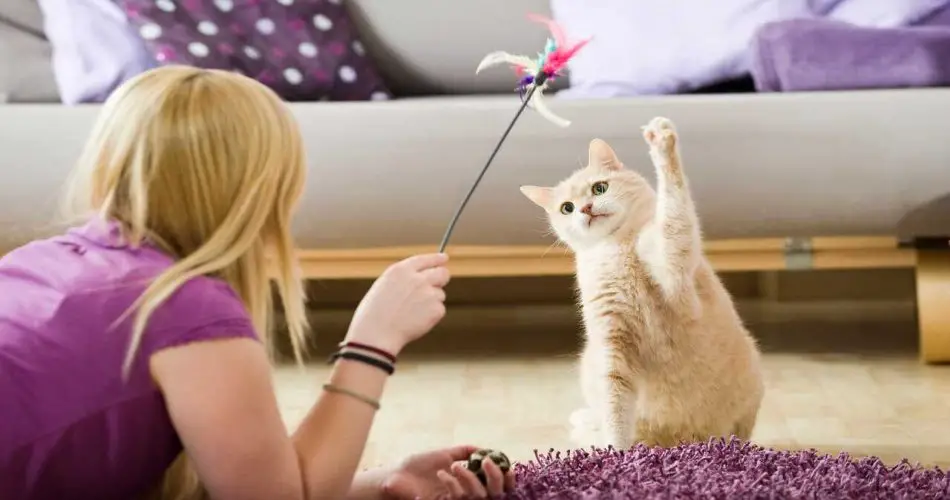 Los movimientos típicos del gato jugando: aquí están los que son - Vida con Mascotas ▷➡️