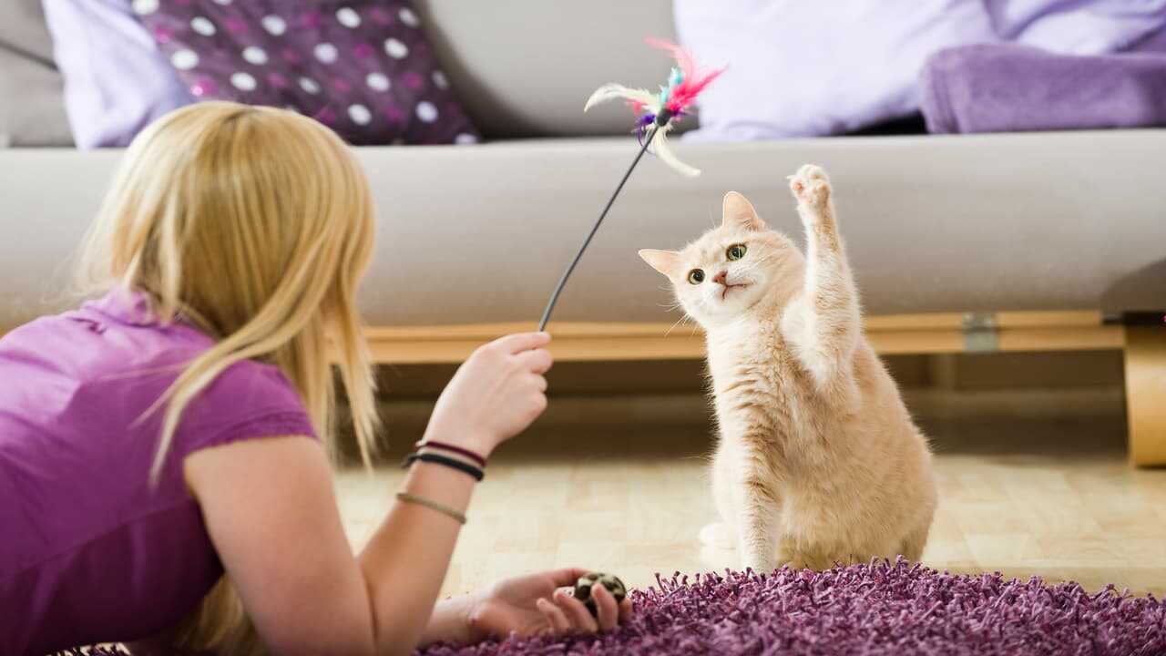 Los movimientos típicos del gato jugando: aquí están los que son - Vida con Mascotas ▷➡️