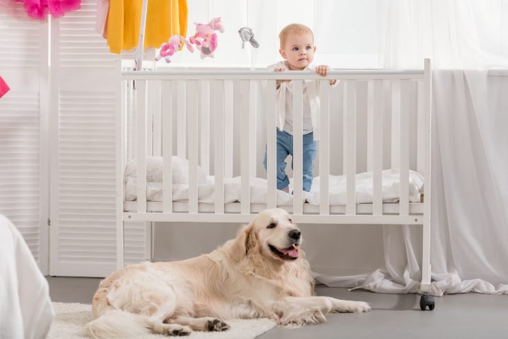 Los perros protegen a los niños Los perros protegen a los niños