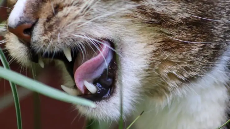 los dientes de gato pueden causar mal aliento el mal aliento en el gato cura la halitosis de los dientes