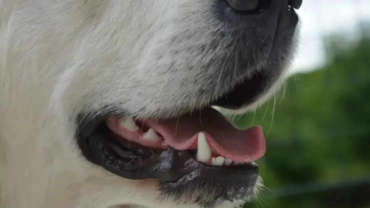 mal aliento dientes de perro halitosis mal aliento de perro: limpieza de dientes
