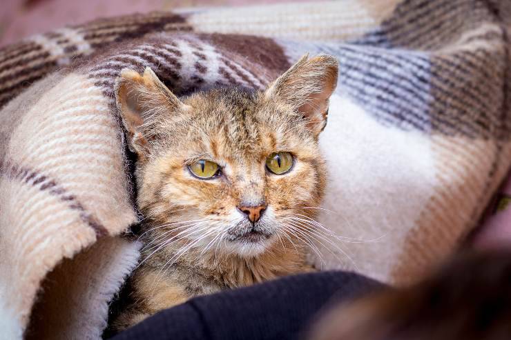 Manejo del gato anciano: asistencia, protección y consejo - Vida con Mascotas ▷➡️