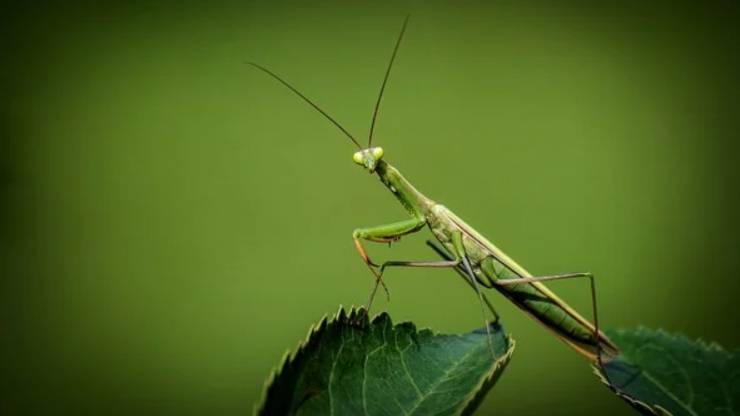 Mantis religiosa característica