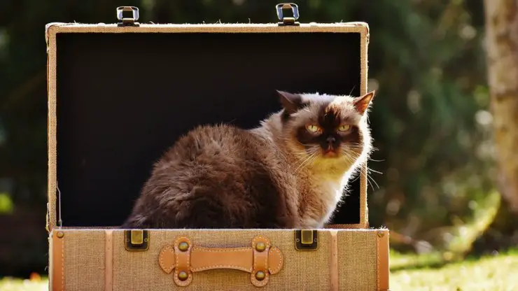 muévete con tu gato sin estrés
