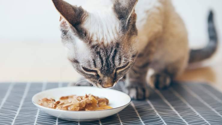 gato esterilizado come comida húmeda alimentación para gatos esterilizados