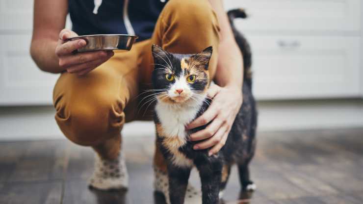 gato diabético está a punto de comer alimentación para gatos diabéticos