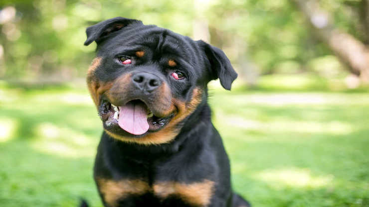 enfermedad del ojo del perro perro ojos de cereza