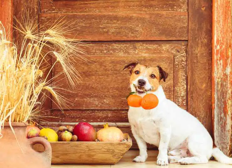 Olores que los perros odian Olores que los perros odian