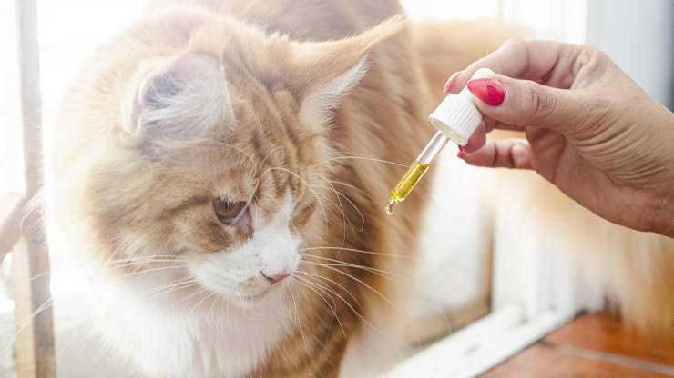 gato con omega3 omega 3 medicamento gato da omega 3 beneficios riesgos