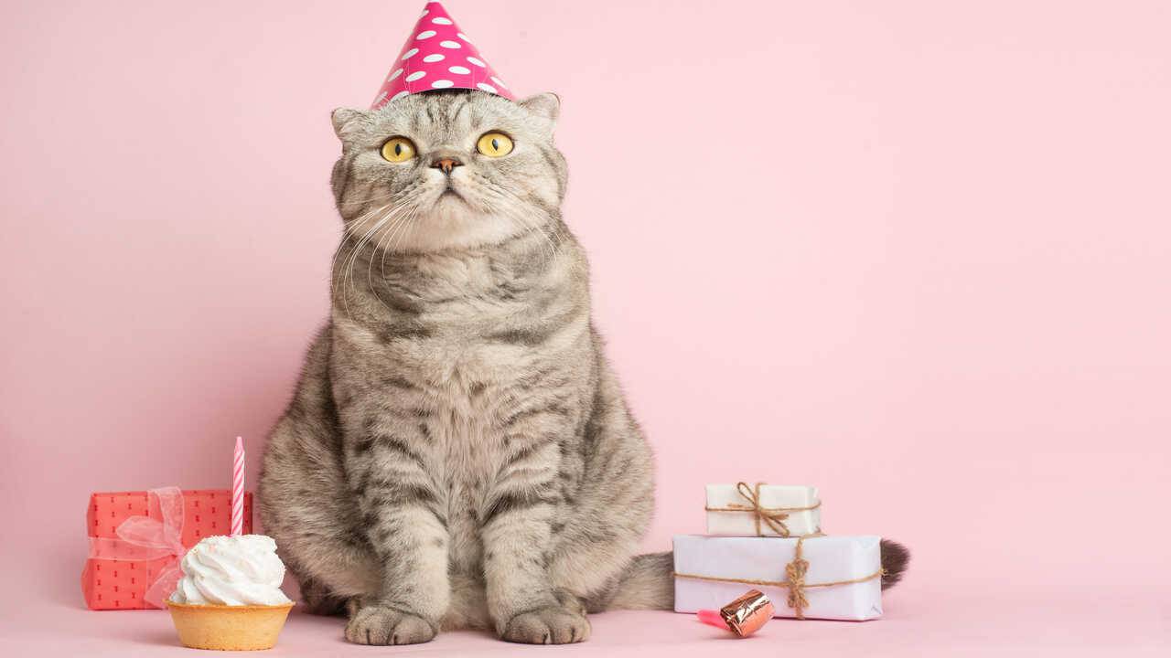 Pastel de cumpleaños de gato: recetas a prueba de paladar felino - Vida con  Mascotas ▷➡️
