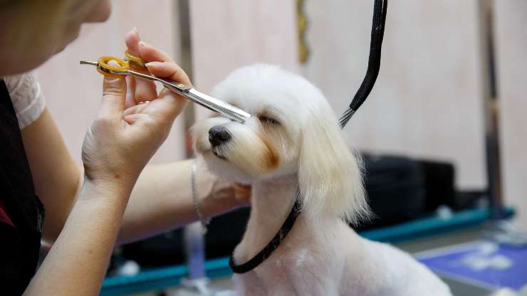 pelo delante de los ojos del perro