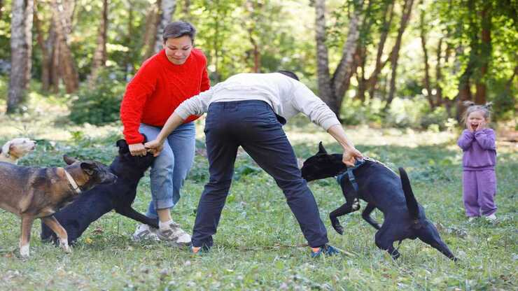Perro muerde a otro perro (Adobe Stock Photo)