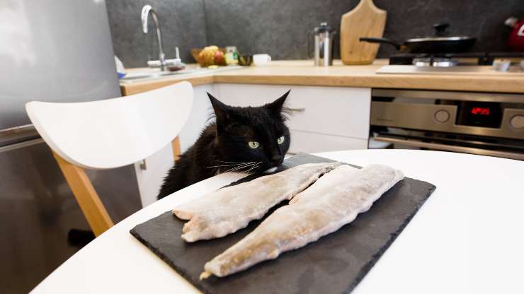 gato come pescado pez gato congelado