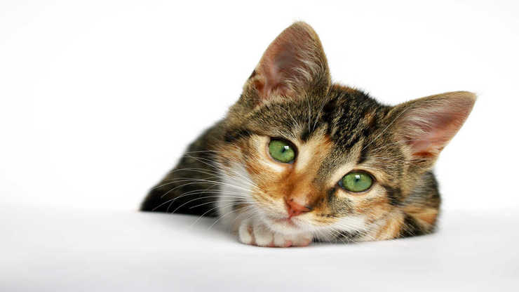 polineuropatía distal del gato