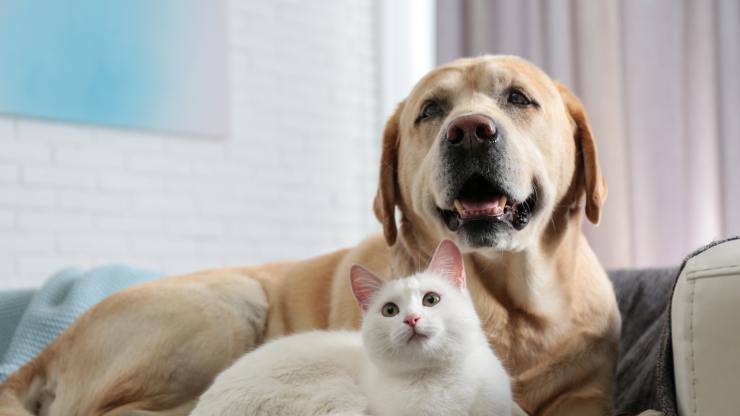 perro y gato en el sofá por qué los perros se comportan como gatos