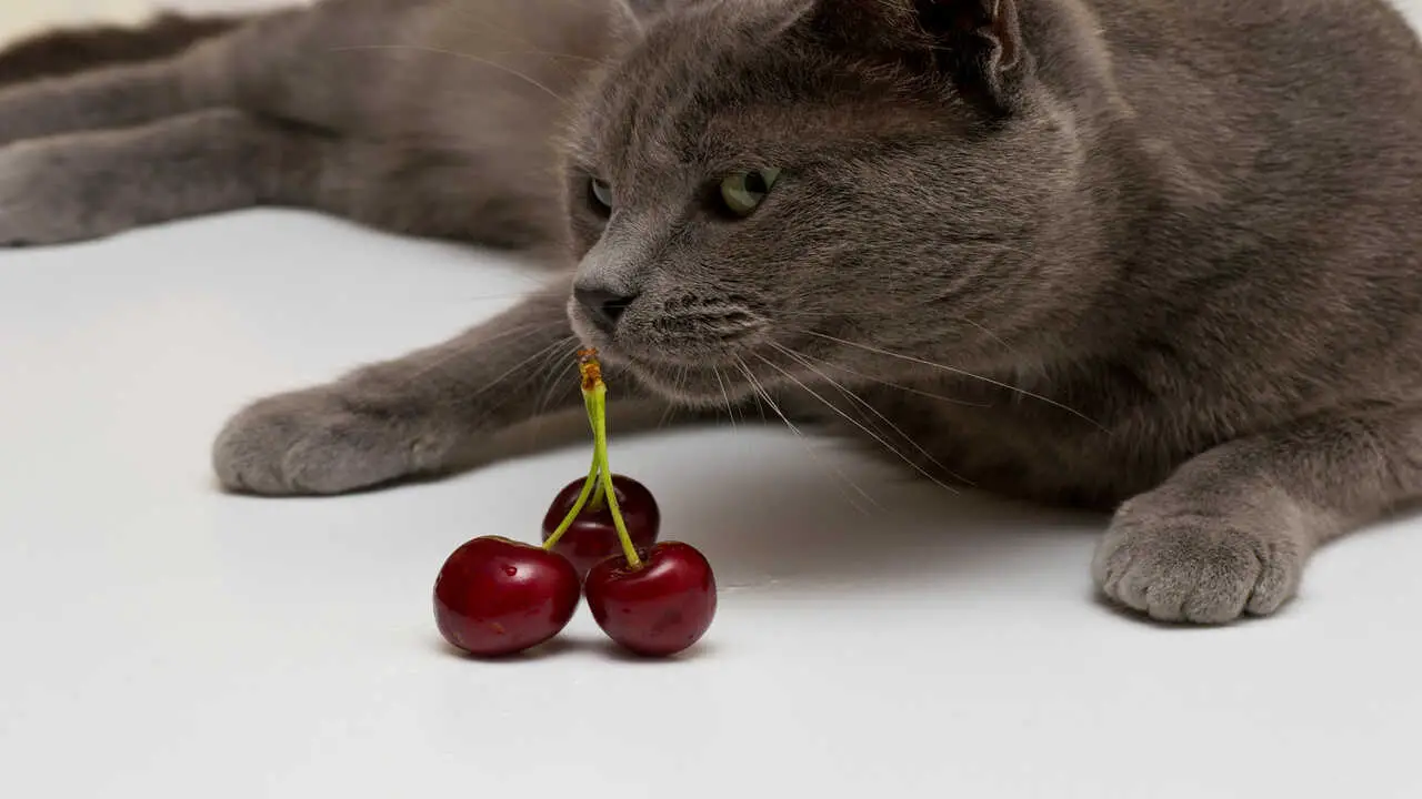 alimentando gato cartujo