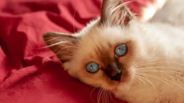 gato de pelo largo: qué razas de gatos tienen pelo largo razas de gatos de pelo largo
