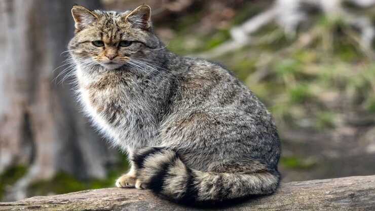 razas de gatos extintas
