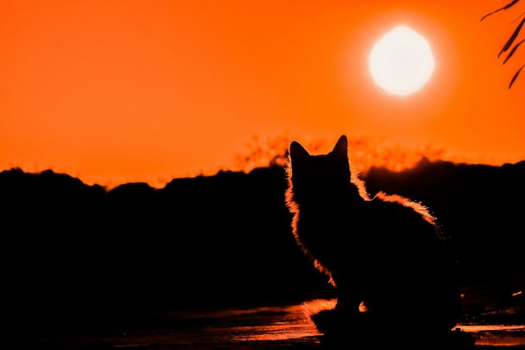 Gato al atardecer (Foto Pixabay)