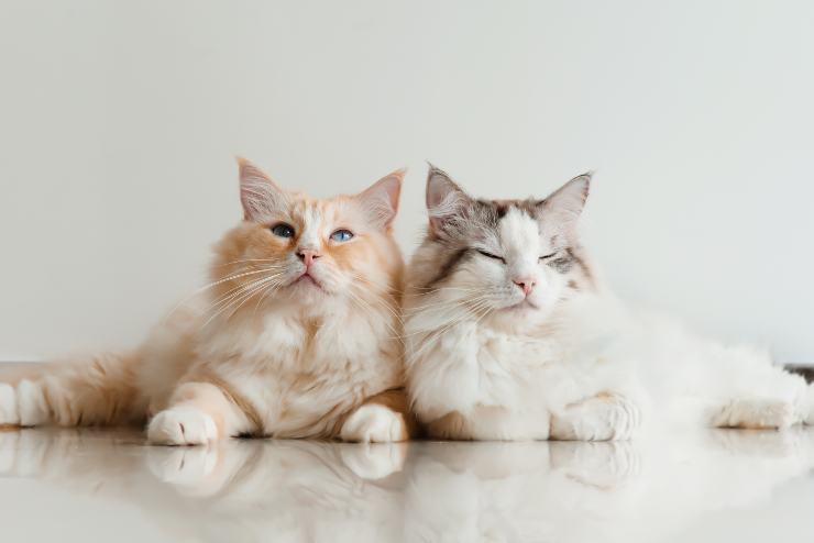 dos gatos juntos gatos que se llevan bien con otros gatos