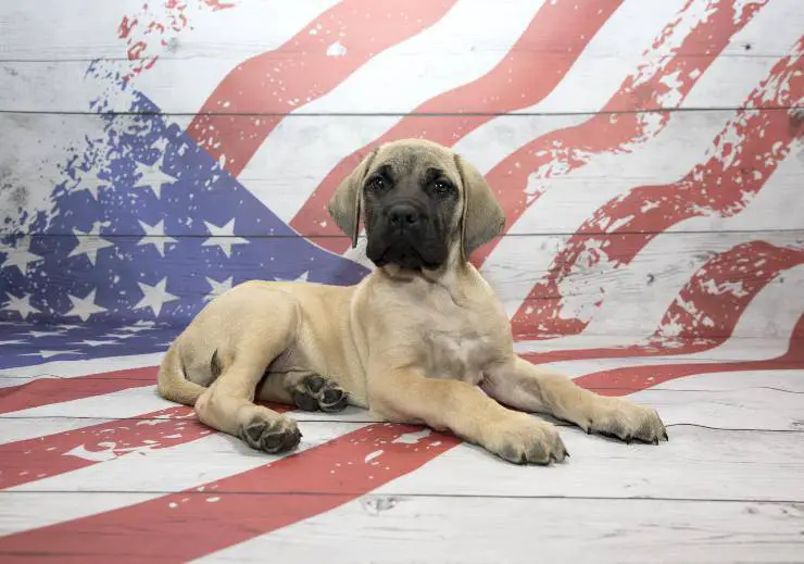 Perros americanos Razas de perros americanos