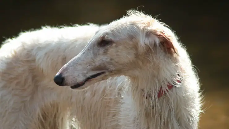 perro borzoi, un perro que ladra menos o poco Las razas de perros ladran menos o menos borzoi